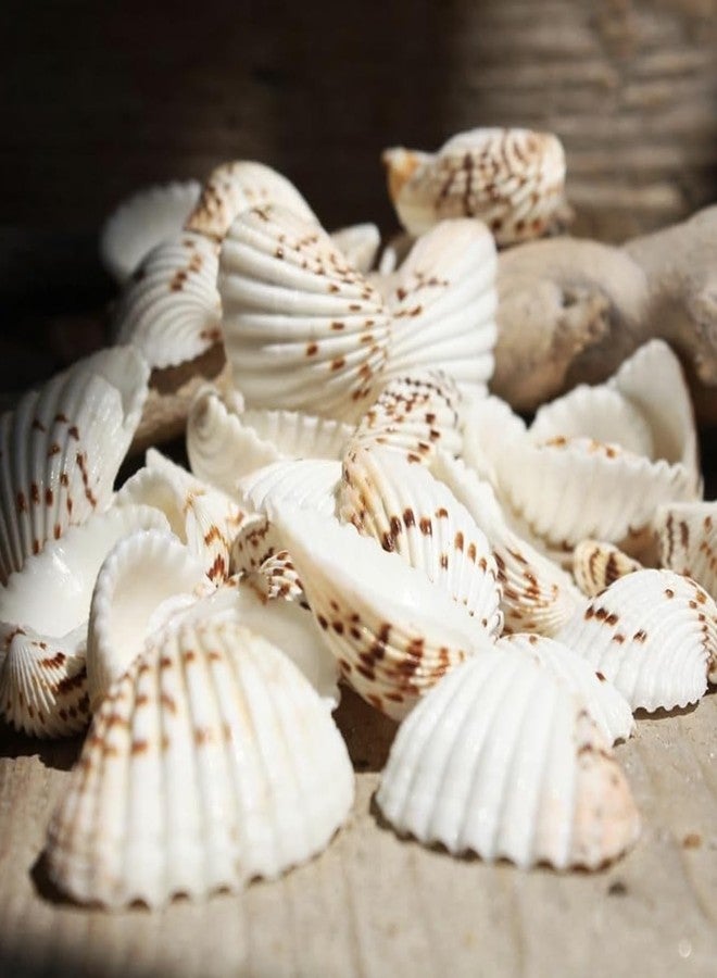 JUNERUSH Brown Dotted Lines White Artificial Sea Shells for Crafts, Jewellary Making, Resin Art, Seashell Decor (30Pc) - Image 4